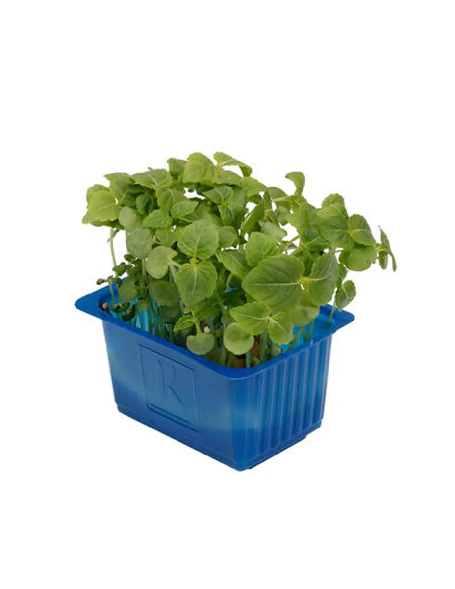 SHISHIKUI BLT / GREEN Tops – 