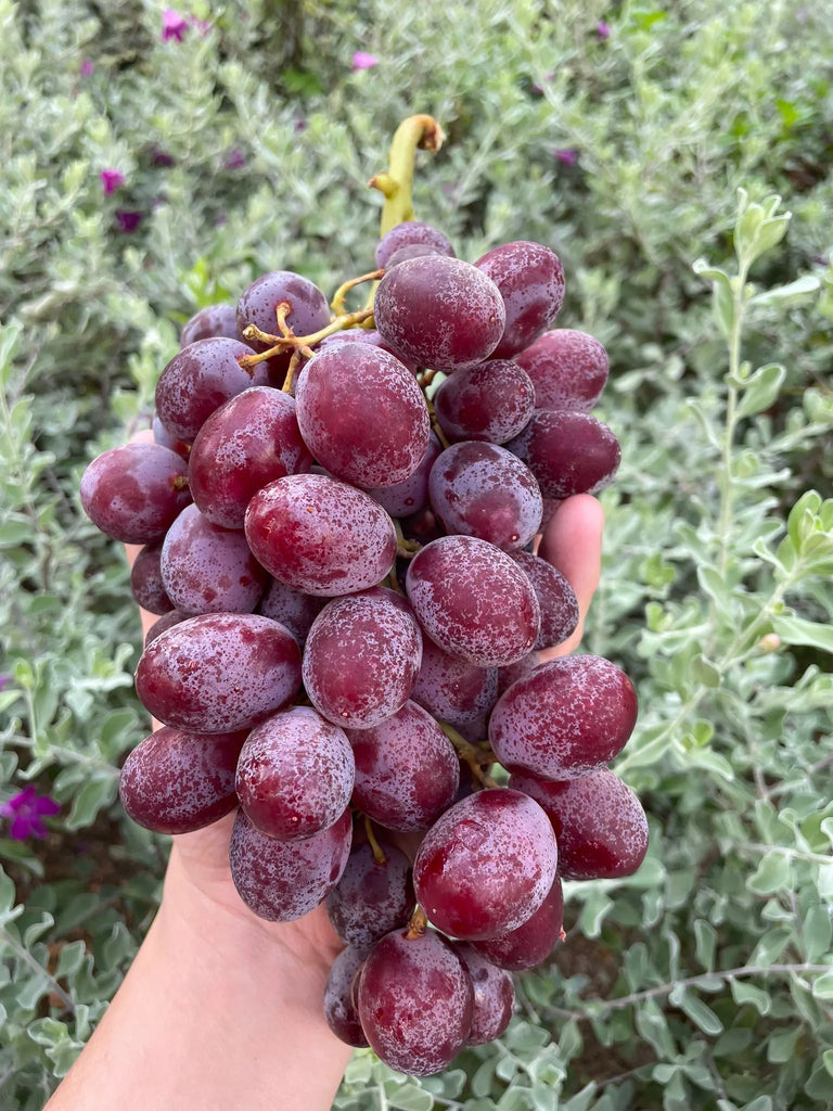 Candy Heart Grapes Freshly Picked