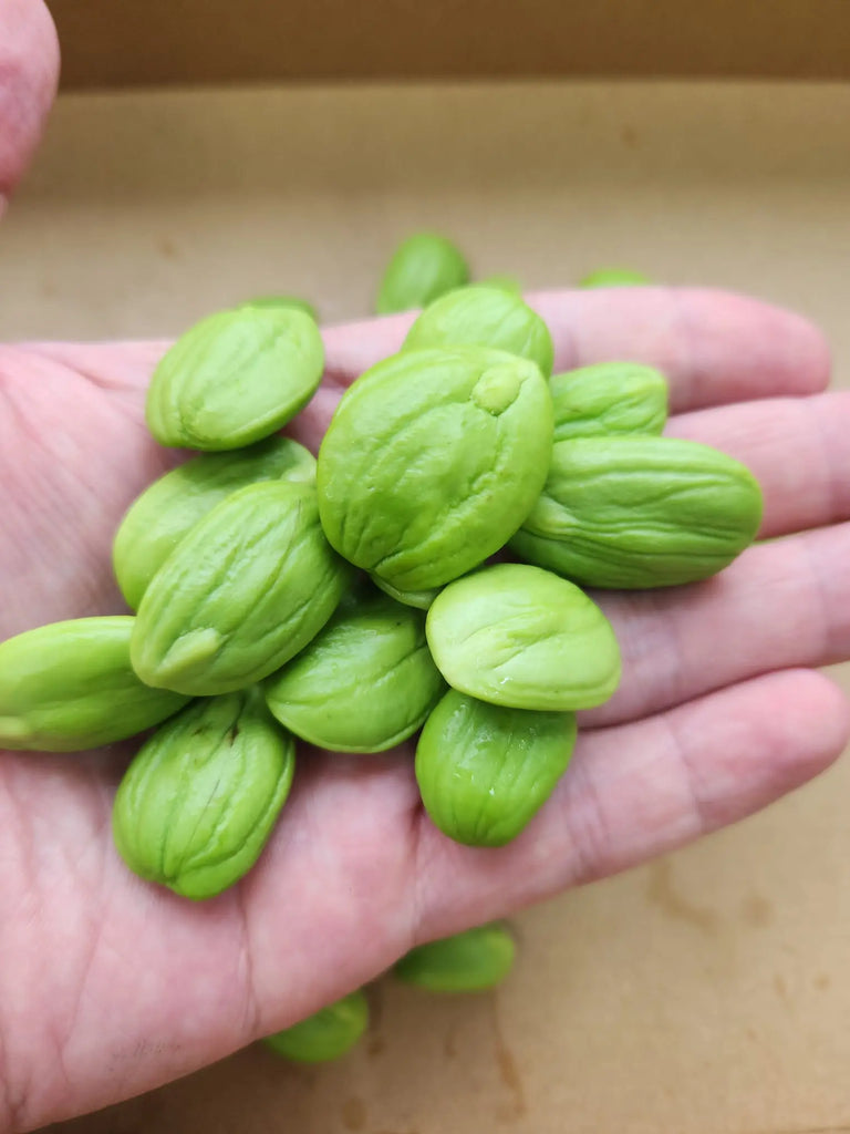 Petai 150g, Indonesia Freshly Picked
