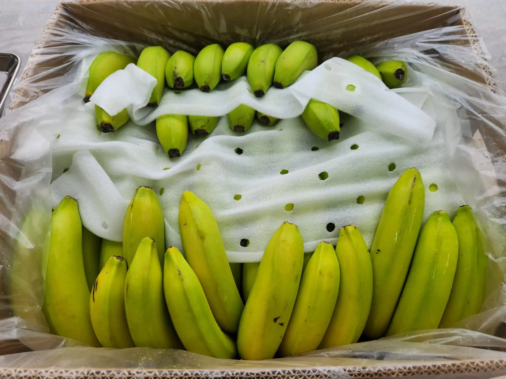 Aloha Banana Freshly Picked