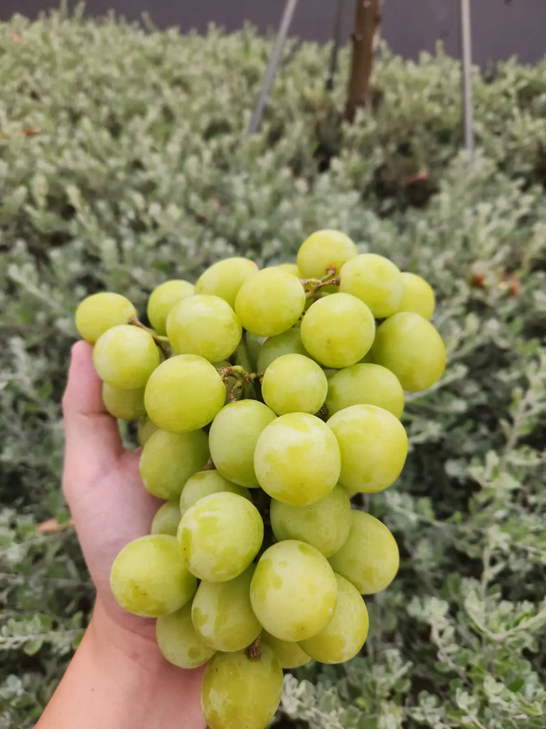AutumnCrisp® Seedless Grapes 800g Freshly Picked