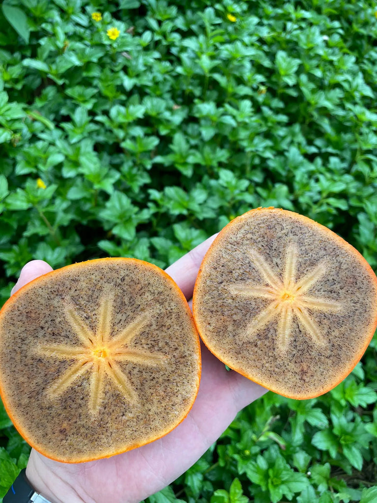 Sesame Persimmon 2s, Japan Freshly Picked
