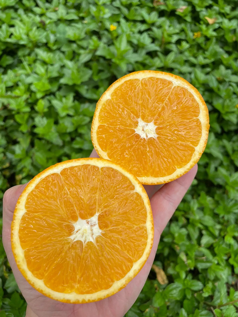 Lemon Oranges 5s Freshly Picked