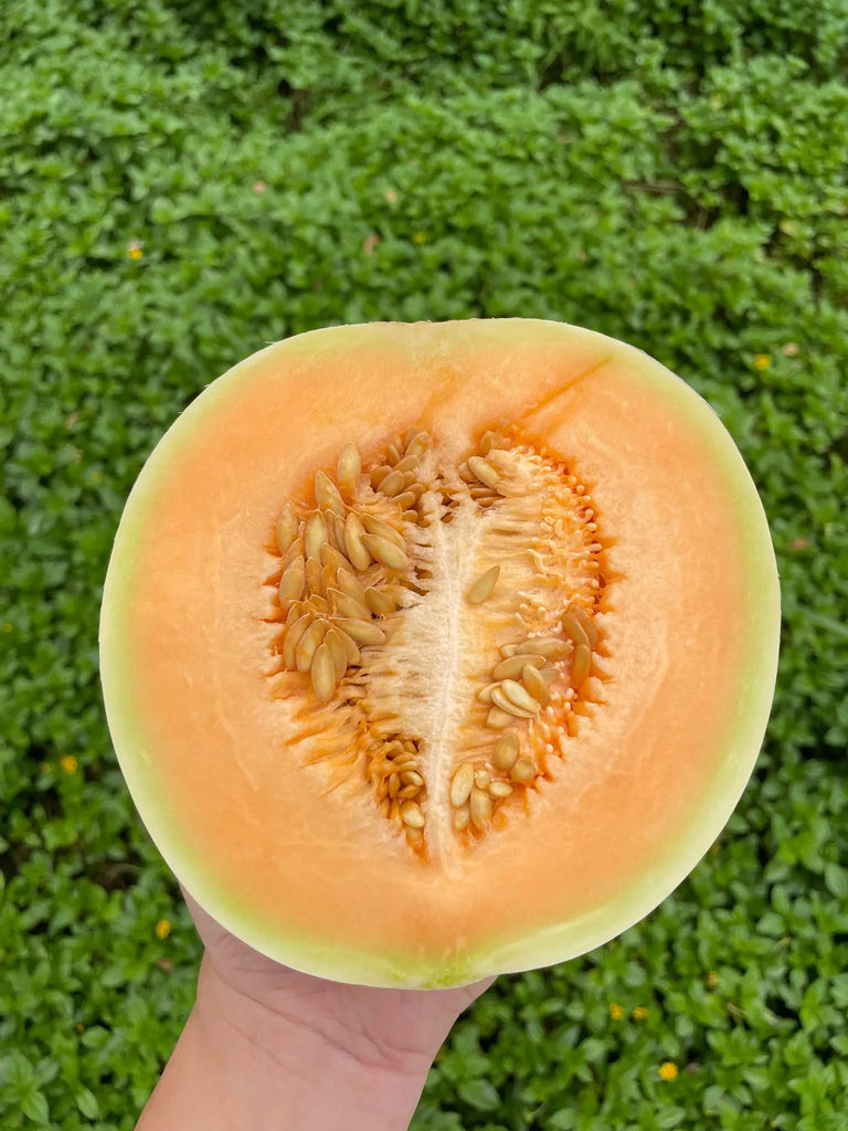 Sugar Candy Melon Freshly Picked