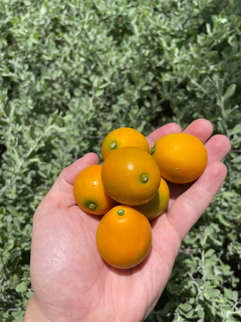 Honey Kamquat Freshly Picked