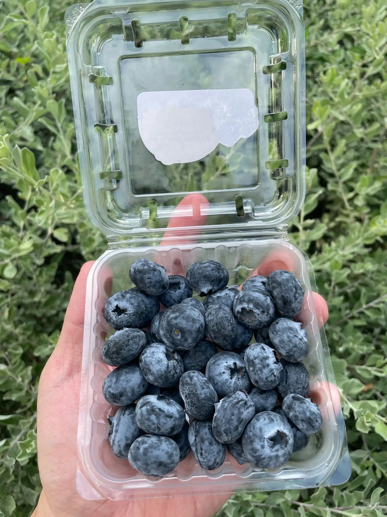 African Blue Jumbo Blueberries 200g Freshly Picked