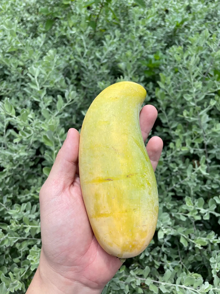 Elephant Tusk Mango 5s Freshly Picked