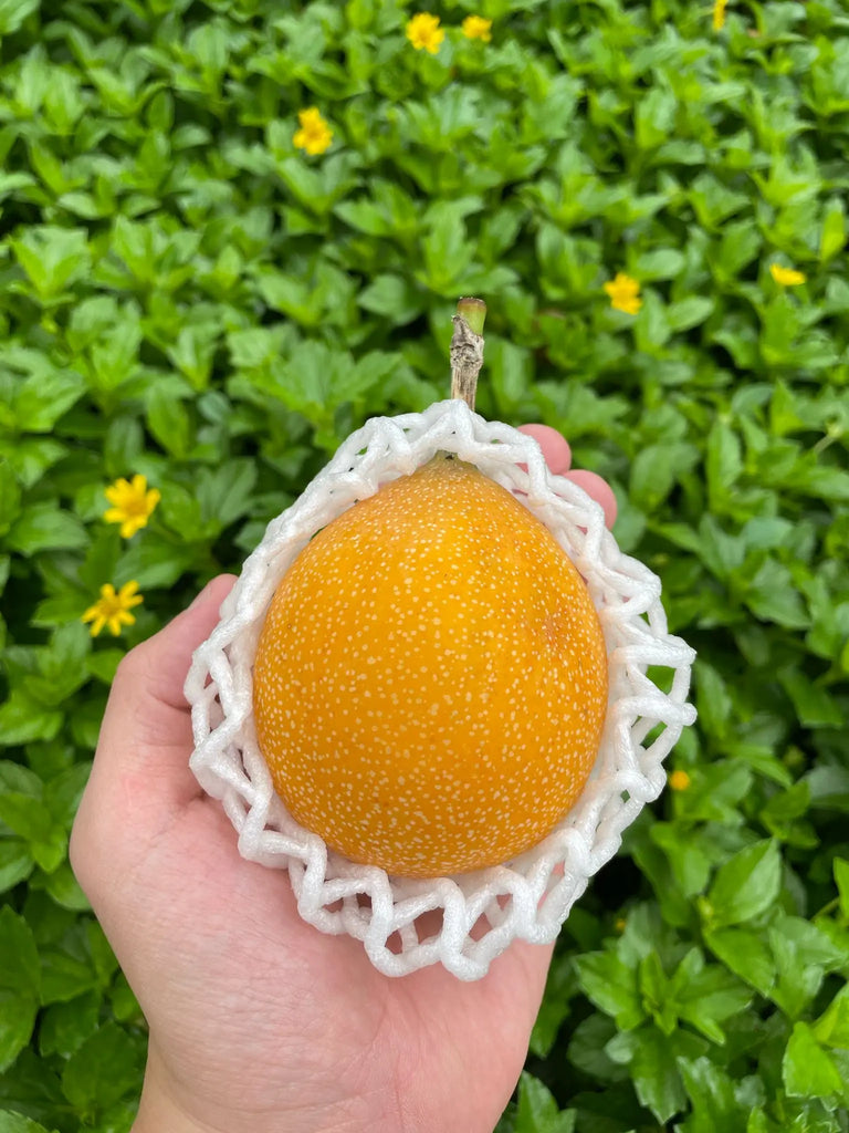 Yellow Passion Fruit Carton, Ecuador Freshly Picked