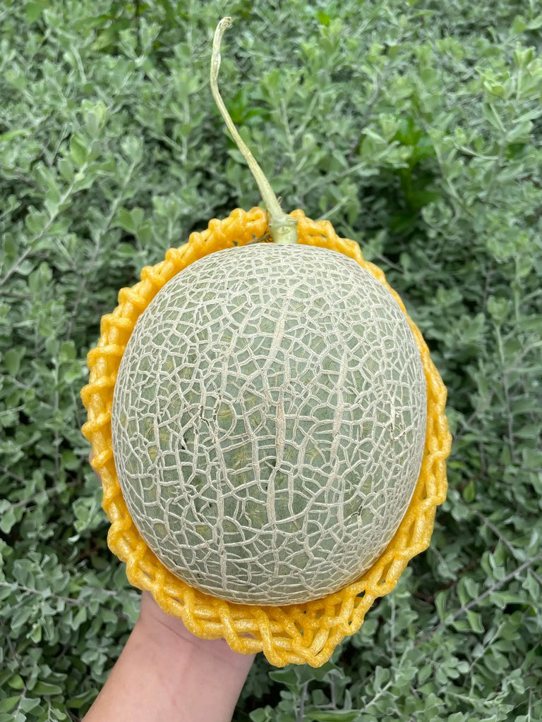 Shizuoka Crown Melon Freshly Picked