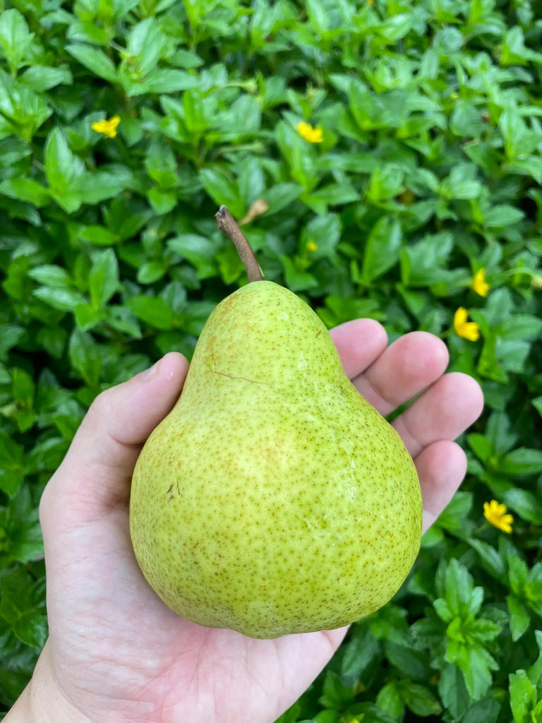 Peckham Pear Freshly Picked