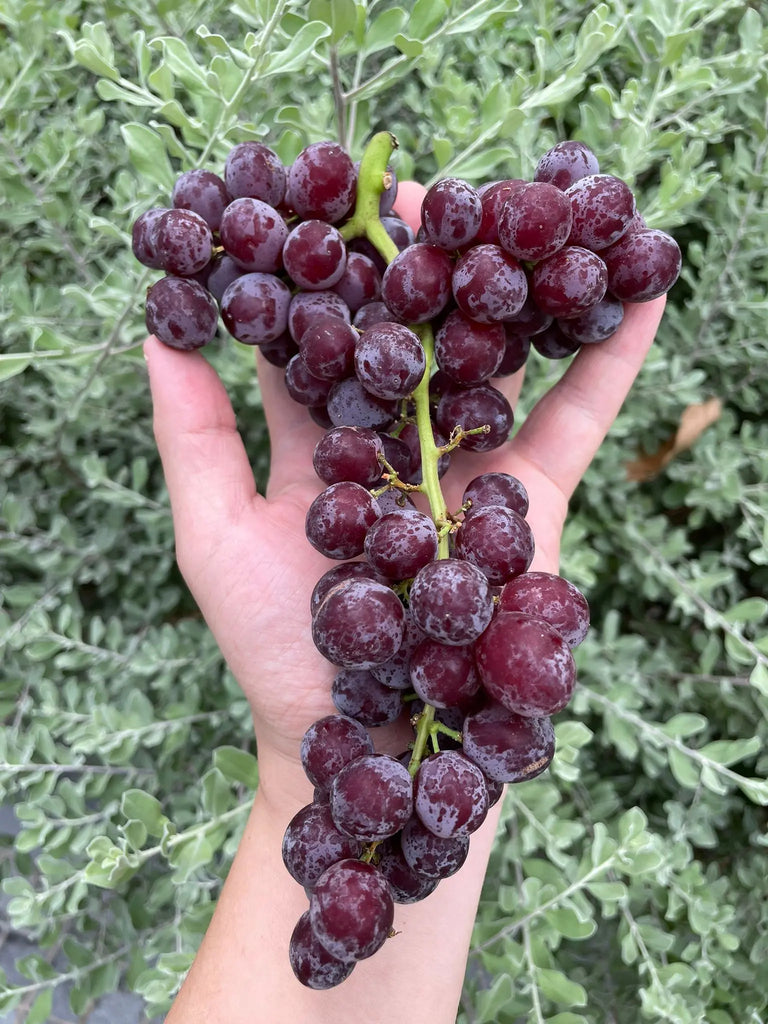 Ralli Red Grapes Freshly Picked