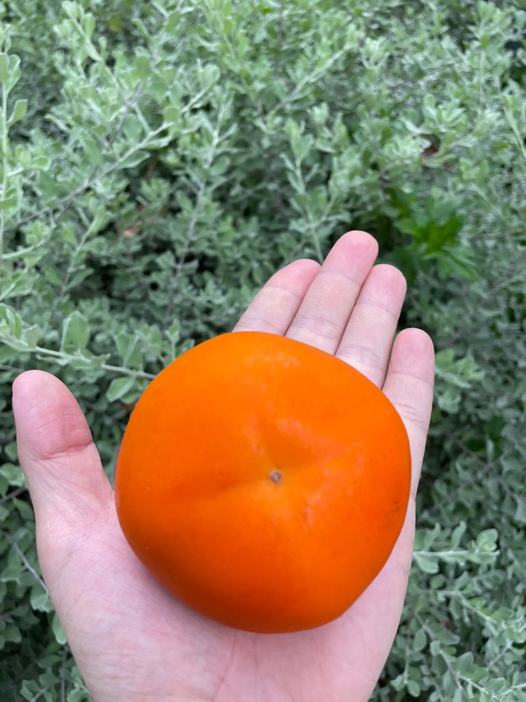 Persimmon Freshly Picked