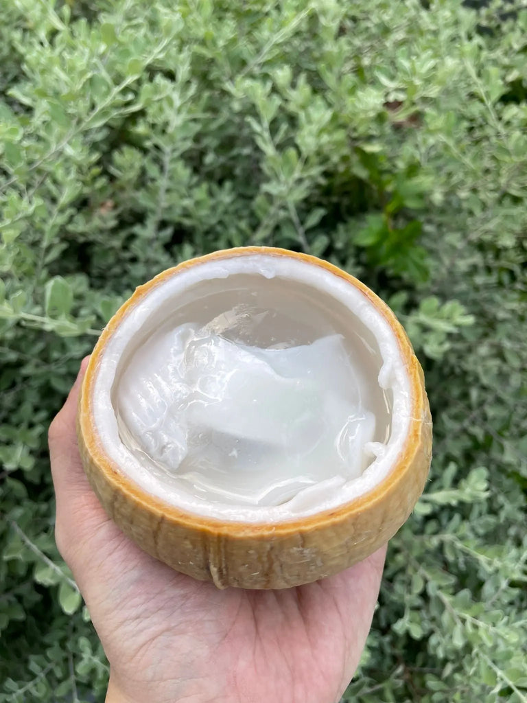 Coconut Jelly Freshly Picked