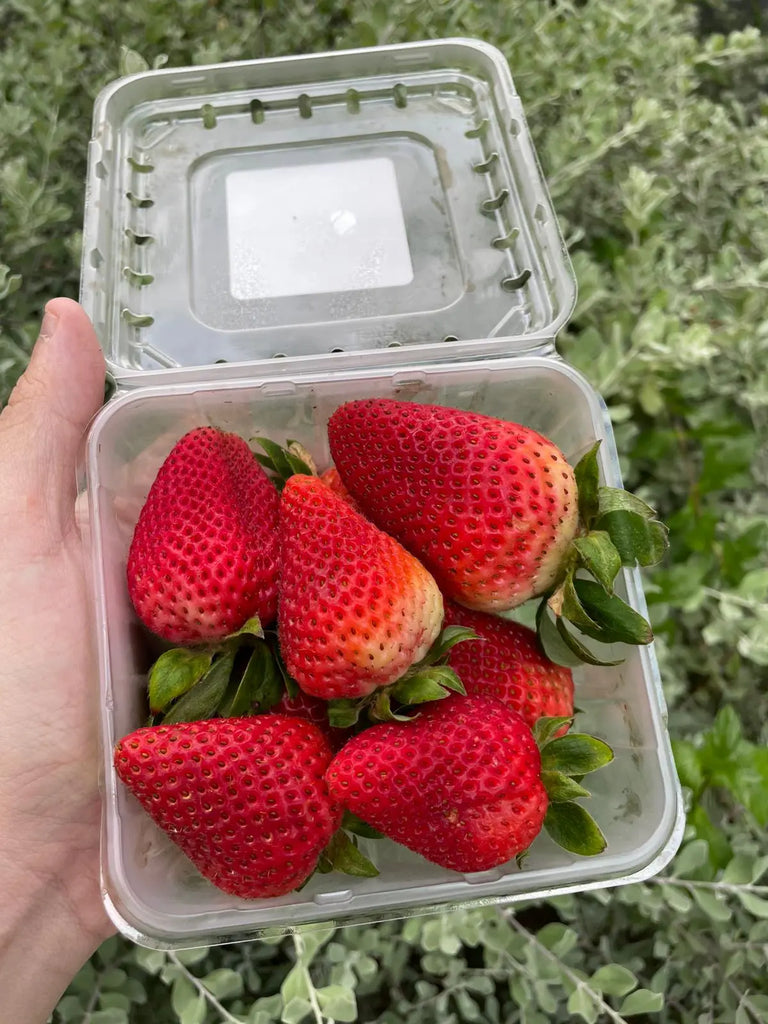 Strawberry Freshly Picked