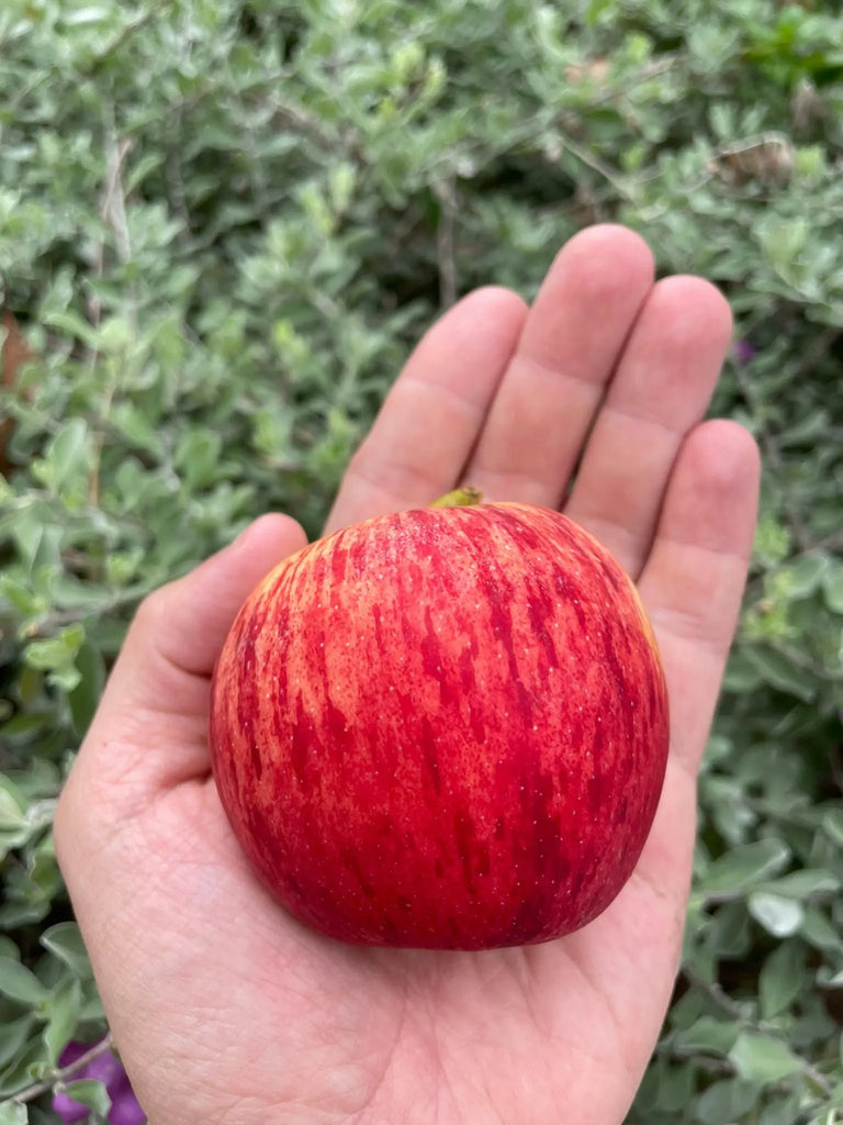 (C) Gala Apples Freshly Picked