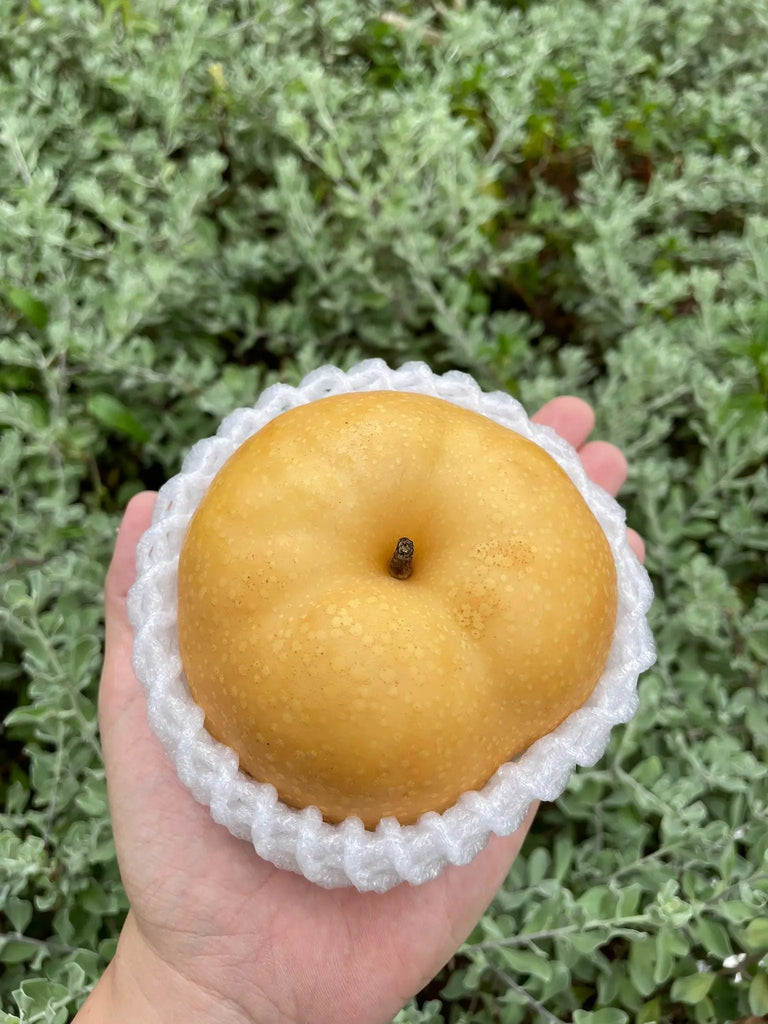 Rock Sugar Pear Freshly Picked