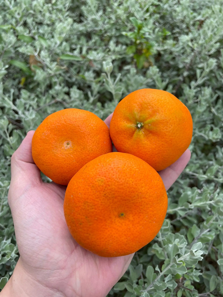 Mini Mandarin Oranges Freshly Picked