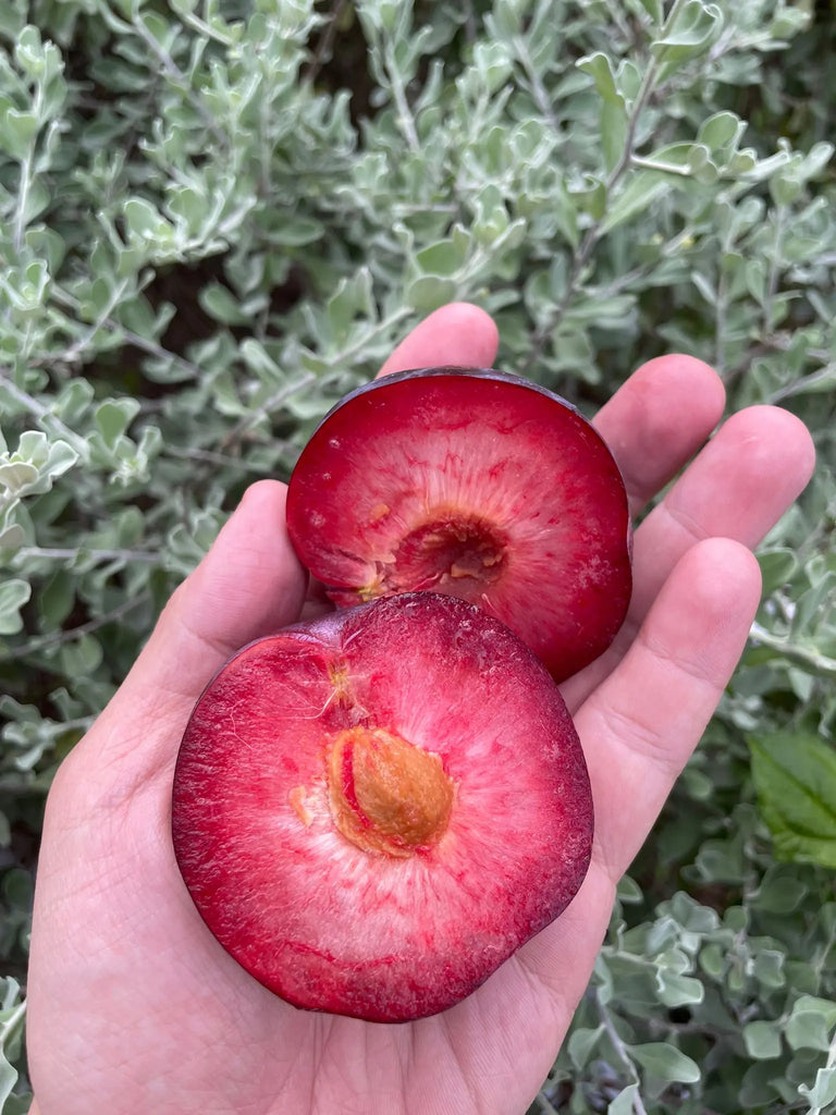 Honey Punch Red Plum Freshly Picked