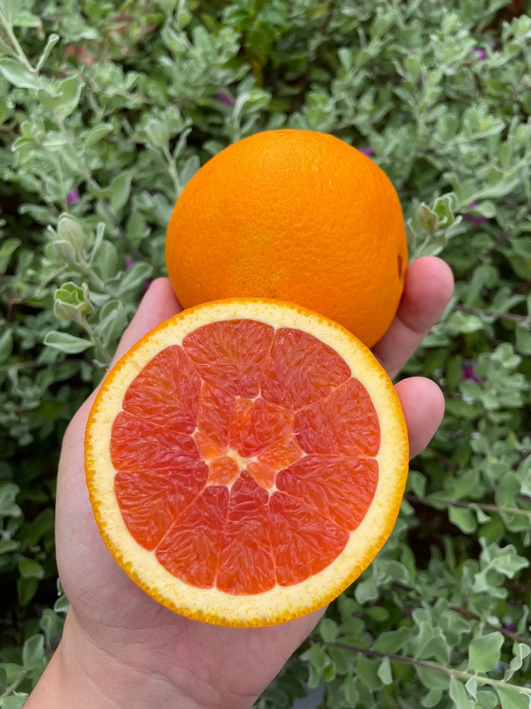 Cara Cara Oranges Freshly Picked