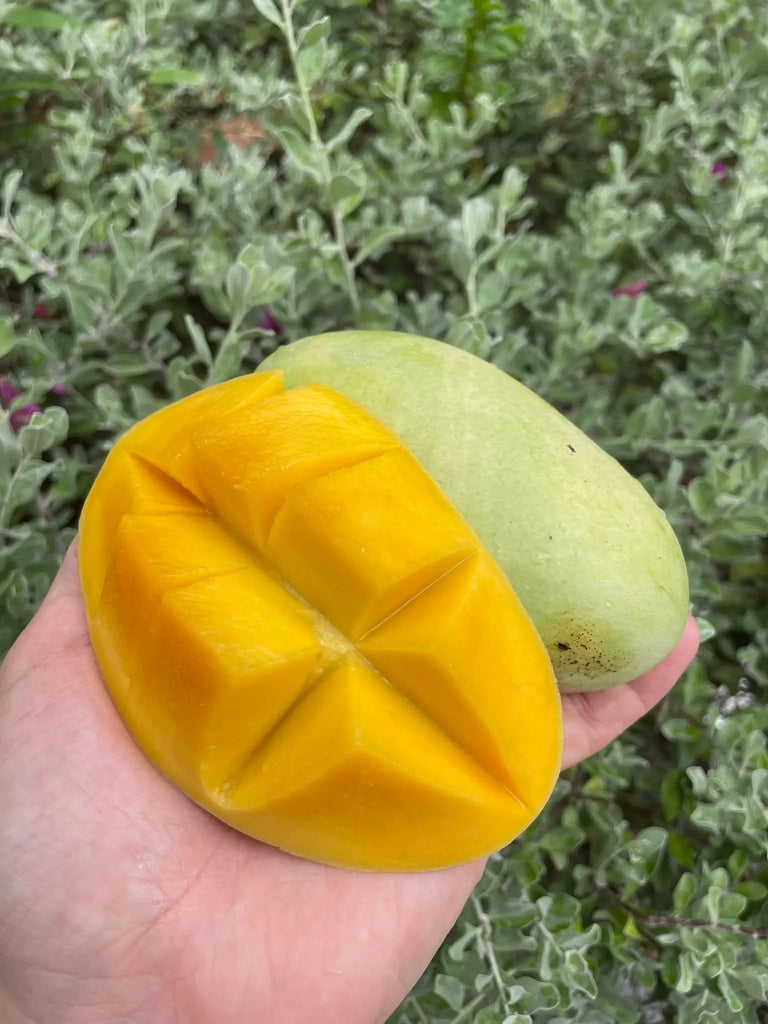 Philippine Mango Freshly Picked