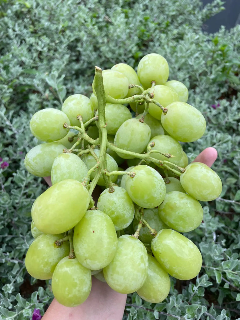 APPLAUSE™ Specialty Grapes Freshly Picked