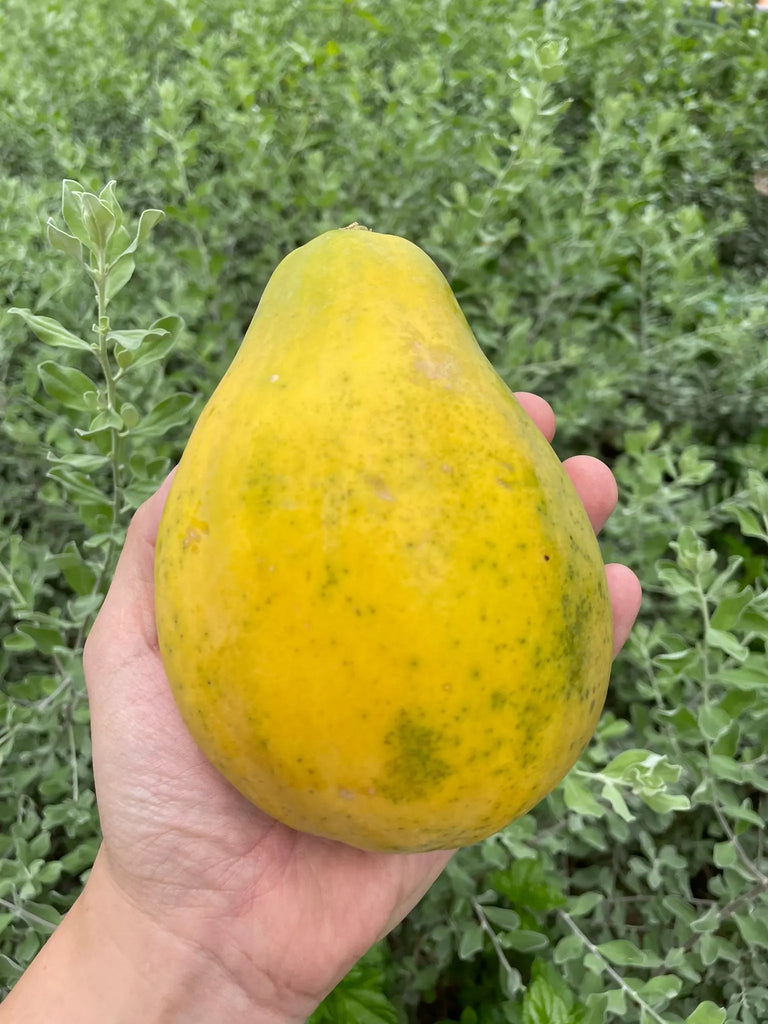 Solo Papaya Freshly Picked