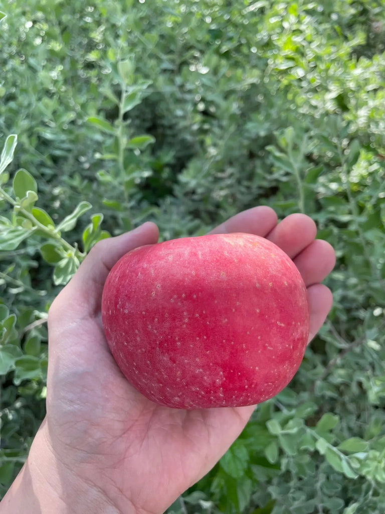 Fuji Apple Freshly Picked