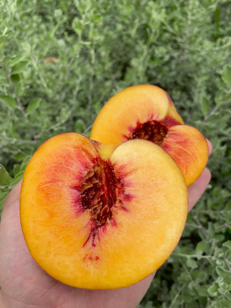 Yellow Peach Freshly Picked