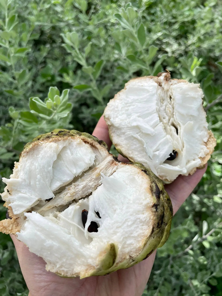 Custard Apples Freshly Picked