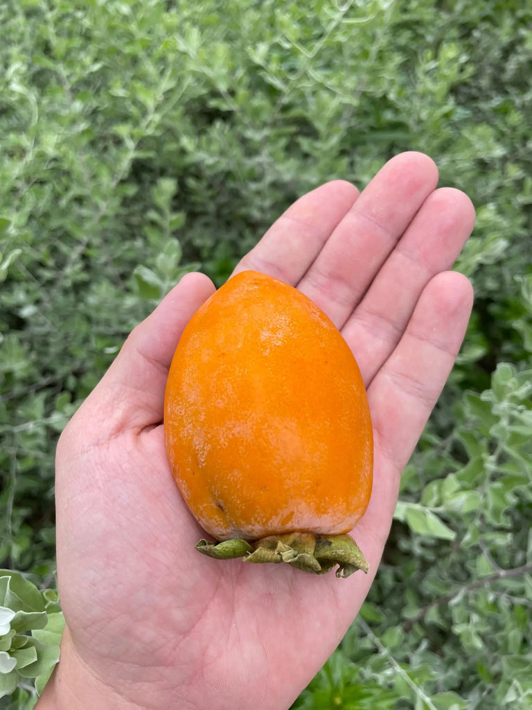 Fudegaki Persimmon Freshly Picked