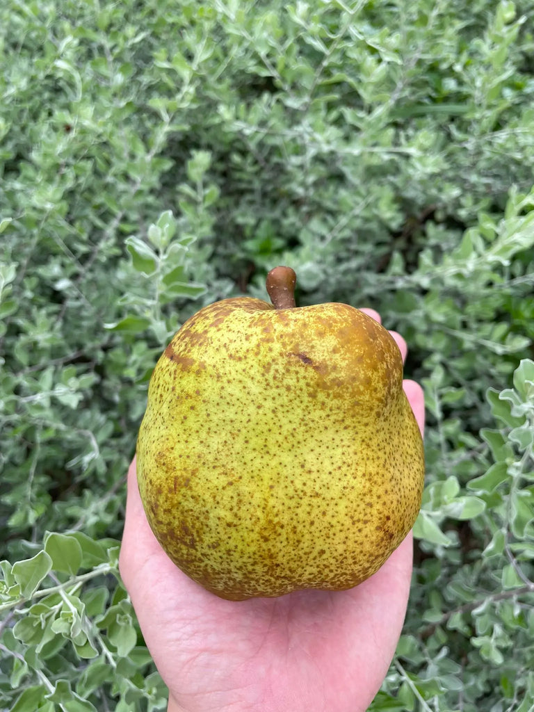 La France Pear Freshly Picked