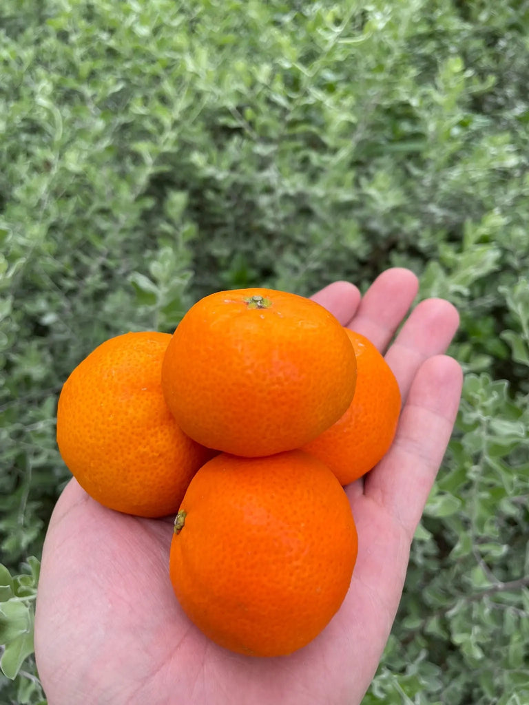 Mini Mandarin Oranges Freshly Picked