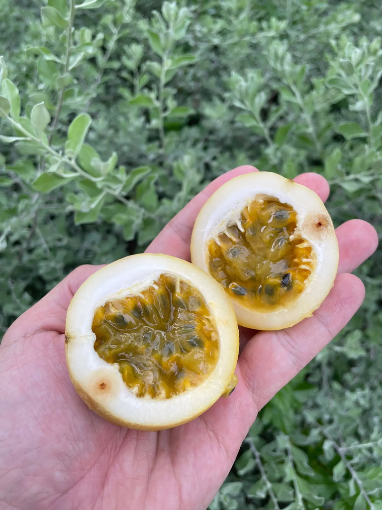 Panama Gold Passion Fruit Freshly Picked