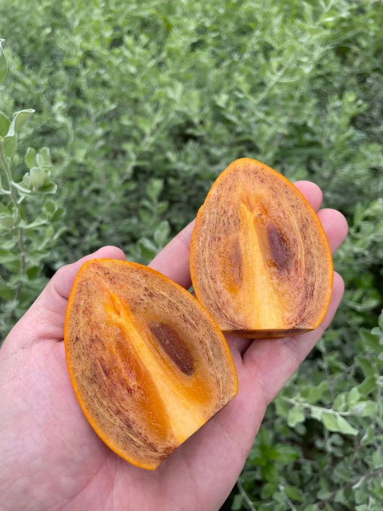 Fudegaki Persimmon Freshly Picked