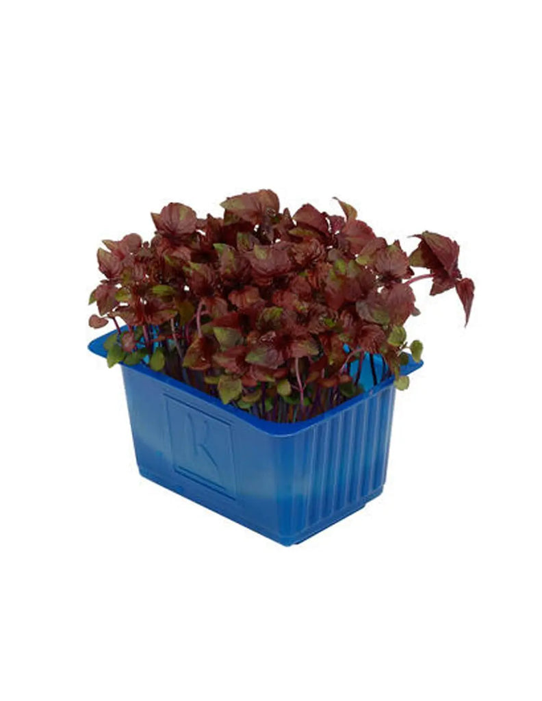 Cress Shiso Red 1 Punnet Freshly Picked